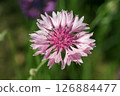 Pink Cornflower 126884477