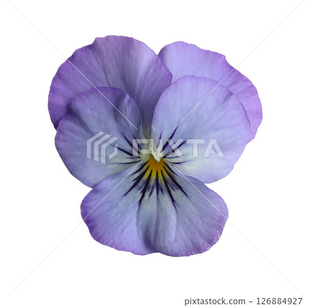 Closeup of vibrant blue violet pansy flower with yellow centre isolated on transparent background. Edible flower. Decorative natural floral element. Garden plant. Flat lay, top view. Closeup of vibrant blue violet pansy flower with yellow centre isolated on transparent background. Edible flower. Decorative natural floral element. Garden plant. Flat lay, top view. 126884927