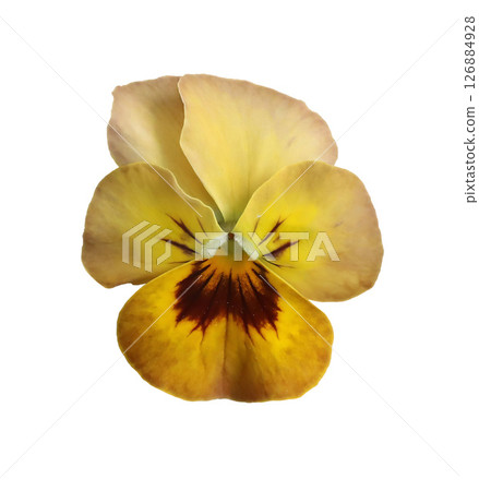 Closeup of bright yellow beige pansy flower with yellow centre isolated on transparent background. Edible flower. Decorative natural floral element. Flat lay, top view. Garden plant. Closeup of bright yellow beige pansy flower with yellow centre isolated on transparent background. Edible flower. Decorative natural floral element. Flat lay, top view. Garden plant. 126884928
