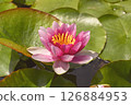 Water lily 126884953