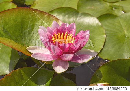 Water lily 126884953