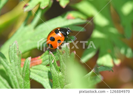 Seven-spotted ladybird (Seven-spotted ladybird) 126884970