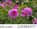 Rose of pink big wheat 126884977