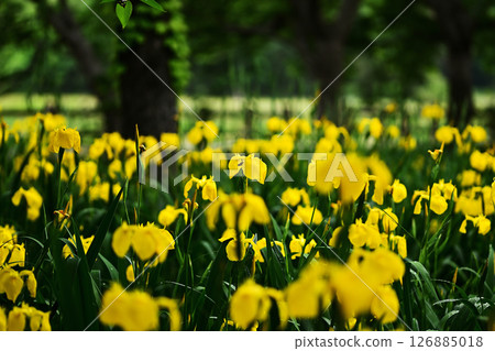 Cluster of yellow irises Cluster of yellow irises 126885018