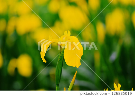 Yellow iris Yellow iris 126885019