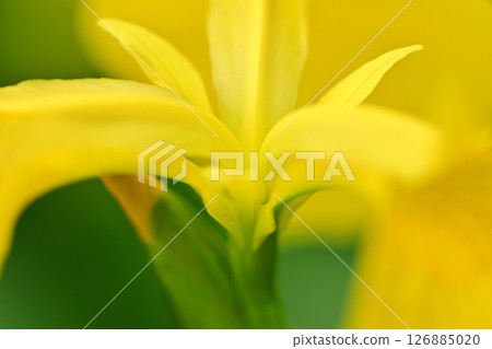 Soft yellow iris flowers Soft yellow iris flowers 126885020