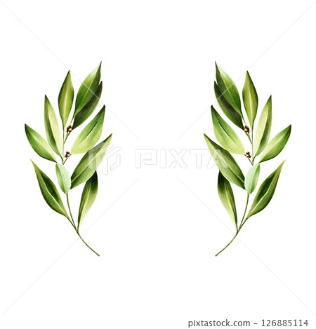 Green bay leafs logo. Watercolor hand drawn Branch of laurel, olive illustration isolated on transparent background. For designers, menu, decoration, food blog, ecofriendly branding. Healthy 126885114