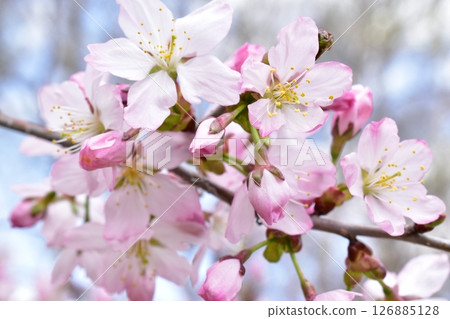 Sakura flower Sakura flower 126885128