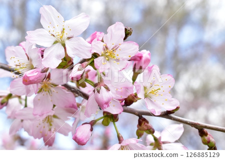 Sakura flower 126885129