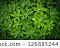 Beautiful green leaf pattern wet with raindrops 126885244