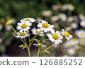 Feverfew 126885252