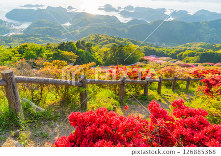 （長崎縣）長串山公園：北九十九島群島外的杜鵑花盛開 126885368