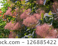Cotinus coccinelliformis (Polar bear tree) 126885422
