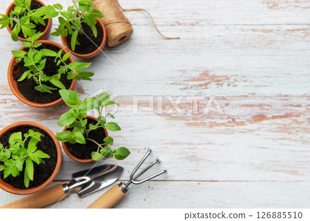 Seedlings growing in terracotta pots with gardening tools on rustic white wood table Seedlings growing in terracotta pots with gardening tools on rustic white wood table 126885510