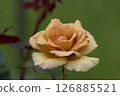 Rose of orange 126885521
