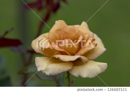 橙色的玫瑰 126885521