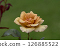 Rose of orange 126885522