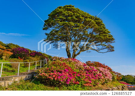 (長崎縣)長久山公園:杜鵑花盛開 (長崎縣)長久山公園:杜鵑花盛開 126885527