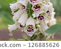 Digitalis Dalmatian White 126885626