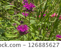 Monarda (Monarda didyma 'Fireball') (Bergamot/Thai jasmine) 126885627