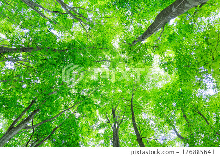 光線穿過森林的綠葉 光線穿過森林的綠葉 126885641