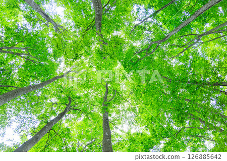 光線穿過森林的綠葉 126885642