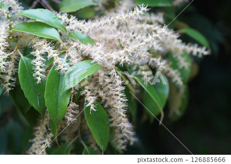 Vertebral flower 126885666