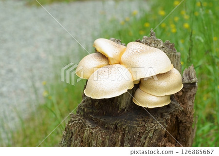 Pinus japonica growing on a stump 126885667