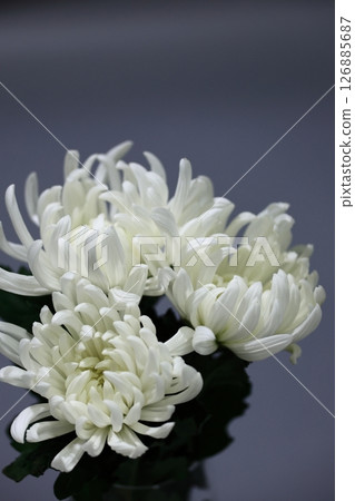 追悼會和哀悼儀式的鮮花 追悼會和哀悼儀式的鮮花 126885687