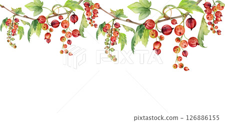Branches of currant gooseberry clusters with leaves, ripe berry casseille jostaberry juneberry, hand drawn in watercolor. Isolated seamless banner border. Dessert menu, eco farmers market, gardening. Branches of currant gooseberry clusters with leaves, ripe berry casseille jostaberry juneberry, hand drawn in watercolor. Isolated seamless banner border. Dessert menu, eco farmers market, gardening. 126886155