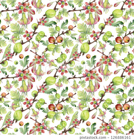 Gooseberry berries flower buds leaves on thorny branch, ripe garden casseille currant. Cut out seamless diagonal pattern hand drawn in watercolor. Home preserves cookbook, packaging, wrapping paper Gooseberry berries flower buds leaves on thorny branch, ripe garden casseille currant. Cut out seamless diagonal pattern hand drawn in watercolor. Home preserves cookbook, packaging, wrapping paper 126886161