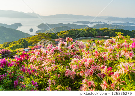 (Nagasaki Prefecture) Nagakushiyama Park: The setting sun of the Kita-Kujukushima Islands beyond the azaleas in full bloom 126886279