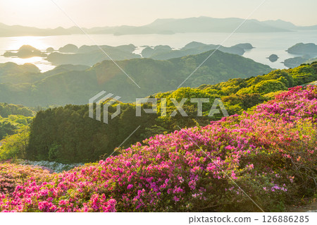 (Nagasaki Prefecture) Nagakushiyama Park: The setting sun of the Kita-Kujukushima Islands beyond the azaleas in full bloom 126886285