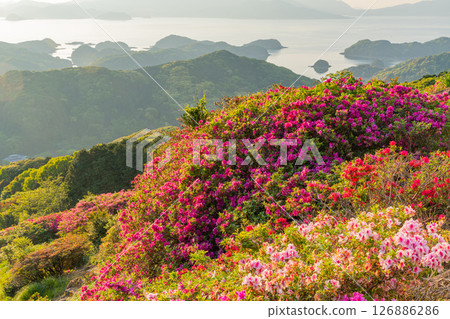 (Nagasaki Prefecture) Nagakushiyama Park: The setting sun of the Kita-Kujukushima Islands beyond the azaleas in full bloom 126886286