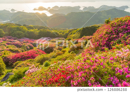 （長崎縣）長串山公園：杜鵑花盛開的北九十九島的夕陽 126886288