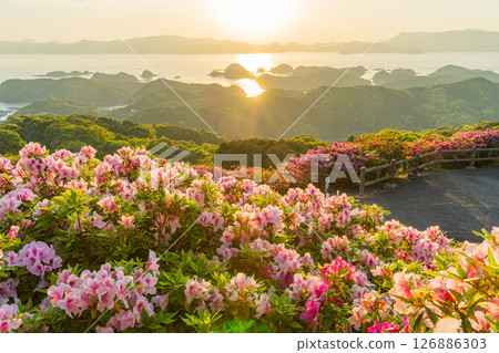 (Nagasaki Prefecture) Nagakushiyama Park: The setting sun of the Kita-Kujukushima Islands beyond the azaleas in full bloom 126886303