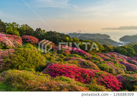(Nagasaki Prefecture) Nagakushiyama Park: The setting sun of the Kita-Kujukushima Islands beyond the azaleas in full bloom 126886309