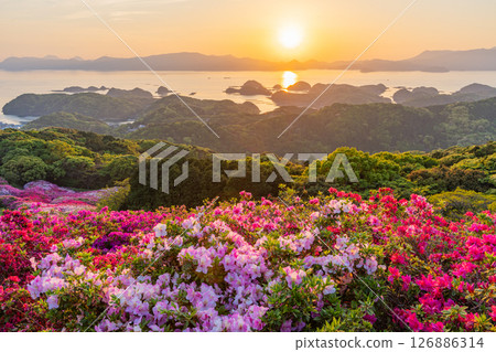 (Nagasaki Prefecture) Nagakushiyama Park: The setting sun of the Kita-Kujukushima Islands beyond the azaleas in full bloom (Nagasaki Prefecture) Nagakushiyama Park: The setting sun of the Kita-Kujukushima Islands beyond the azaleas in full bloom 126886314