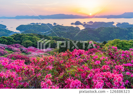 (Nagasaki Prefecture) Nagakushiyama Park: The setting sun of the Kita-Kujukushima Islands beyond the azaleas in full bloom 126886323