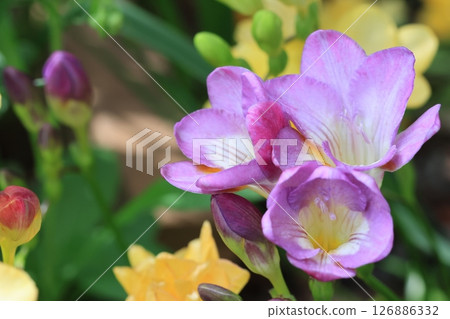 Freesia flowers taken close-up Freesia flowers taken close-up 126886332