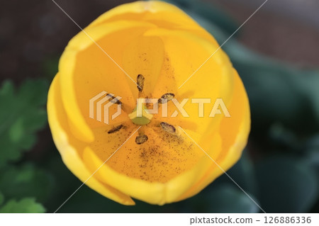 一朵黃色鬱金香花的特寫鏡頭 126886336