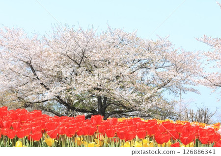 花之丘公園的景色,櫻花盛開,鬱金香盛開。 花之丘公園的景色,櫻花盛開,鬱金香盛開。 126886341