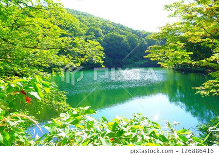 多科沼澤藏王鮮綠 126886416