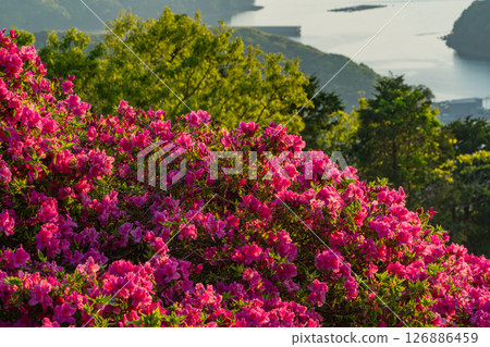 (Nagasaki Prefecture) Nagakushiyama Park: Evening view of the Kita-Kujukushima Islands beyond the azaleas in full bloom 126886459