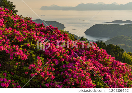 (Nagasaki Prefecture) Nagakushiyama Park: Evening view of the Kita-Kujukushima Islands beyond the azaleas in full bloom (Nagasaki Prefecture) Nagakushiyama Park: Evening view of the Kita-Kujukushima Islands beyond the azaleas in full bloom 126886462