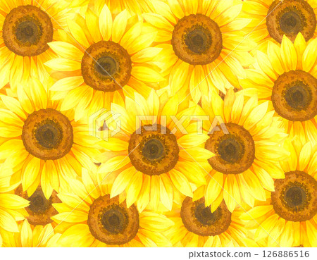 Lots of sunflowers watercolor style Lots of sunflowers watercolor style 126886516