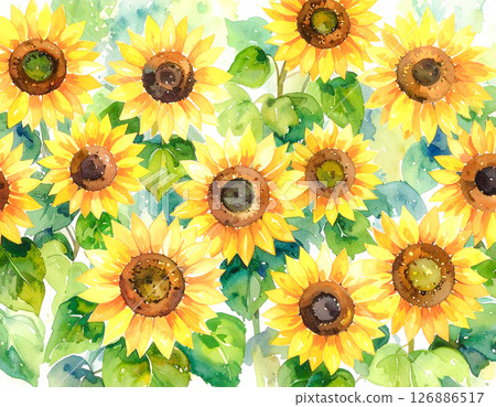 Lots of sunflowers watercolor style 126886517