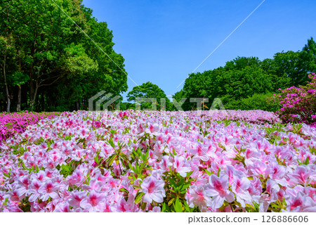 Scenery of azaleas in full bloom at the park 126886606