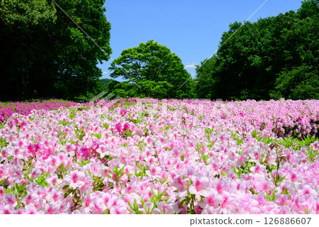Scenery of azaleas in full bloom at the park 126886607