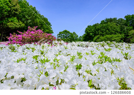 Scenery of azaleas in full bloom at the park 126886608